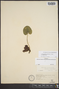 Asarum shuttleworthii image