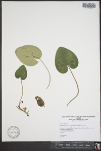 Asarum shuttleworthii image