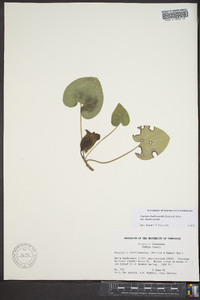 Asarum shuttleworthii image