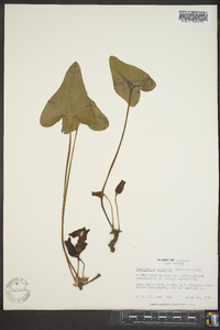 Hexastylis arifolia image