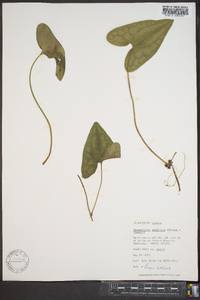 Hexastylis arifolia image