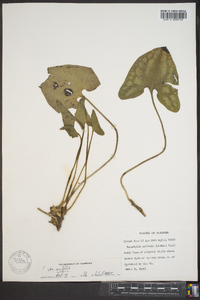 Hexastylis arifolia var. arifolia image