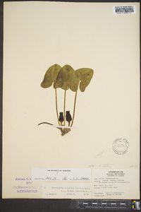 Hexastylis arifolia var. ruthii image