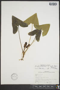 Hexastylis arifolia var. ruthii image