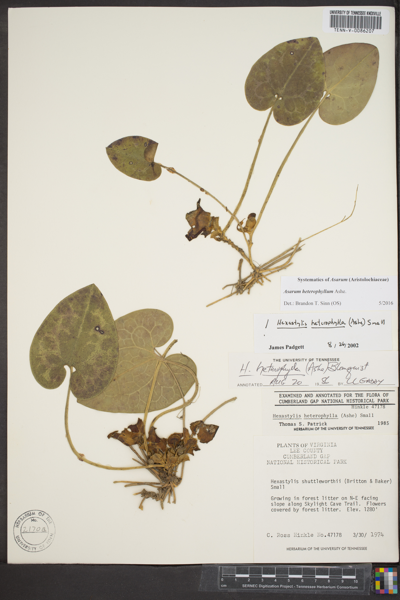 Asarum heterophyllum image