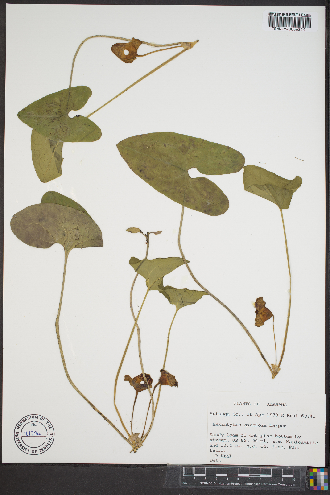 Asarum speciosum image