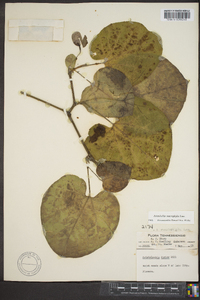 Aristolochia macrophylla image