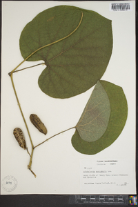 Aristolochia macrophylla image