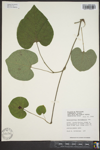 Aristolochia macrophylla image