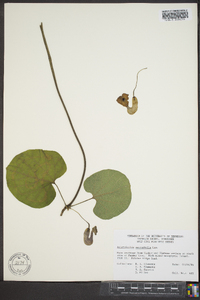 Aristolochia macrophylla image