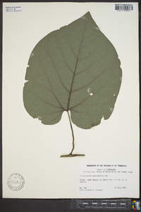 Aristolochia macrophylla image