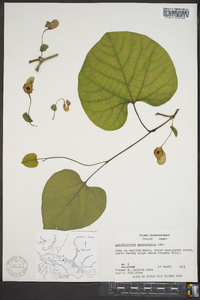 Aristolochia macrophylla image