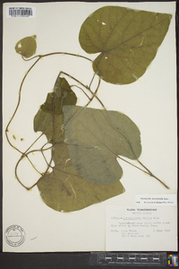 Aristolochia macrophylla image