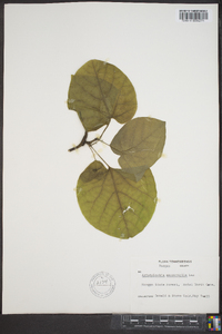 Aristolochia macrophylla image