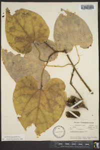 Aristolochia macrophylla image