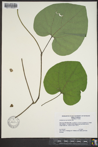 Aristolochia macrophylla image