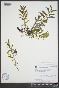Aristolochia nelsonii image