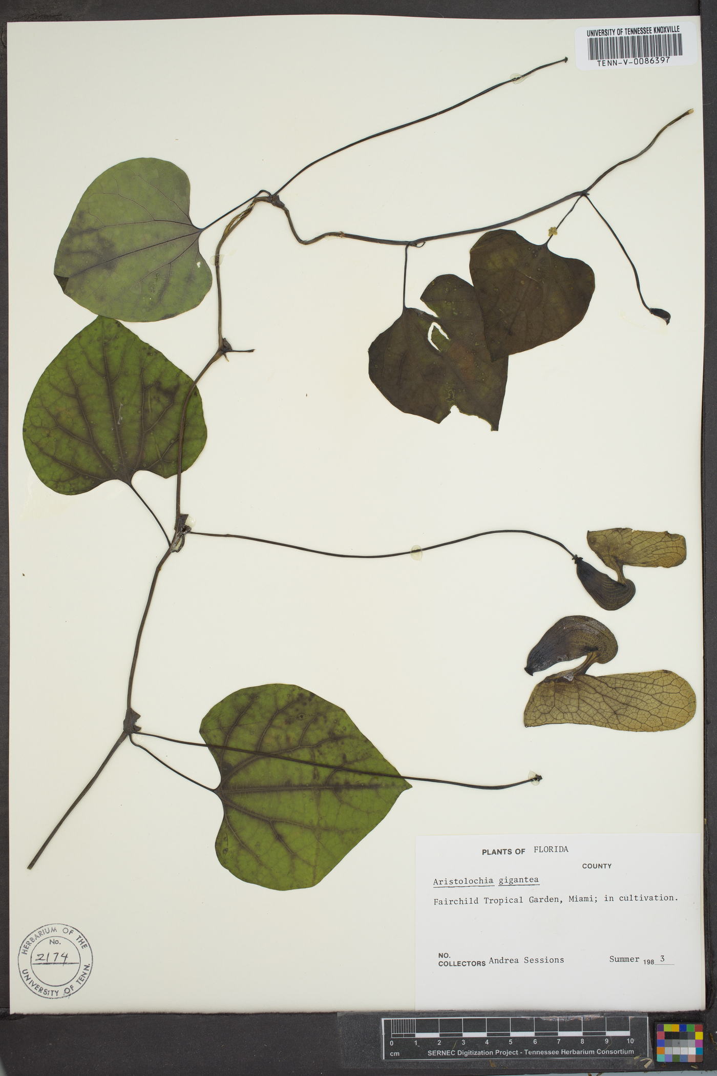 Aristolochia gigantea image