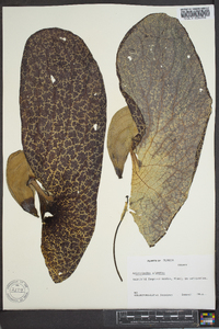 Aristolochia gigantea image