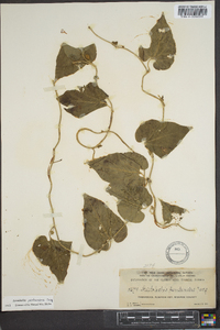 Aristolochia pentandra image