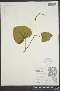 Aristolochia macrophylla image