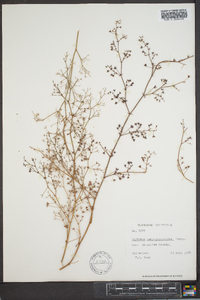 Oxytheca caryophylloides image