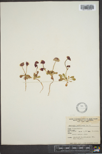 Oxytheca perfoliata image