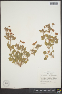 Eriogonum abertianum image