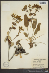 Eriogonum allenii image