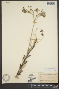 Eriogonum annuum image