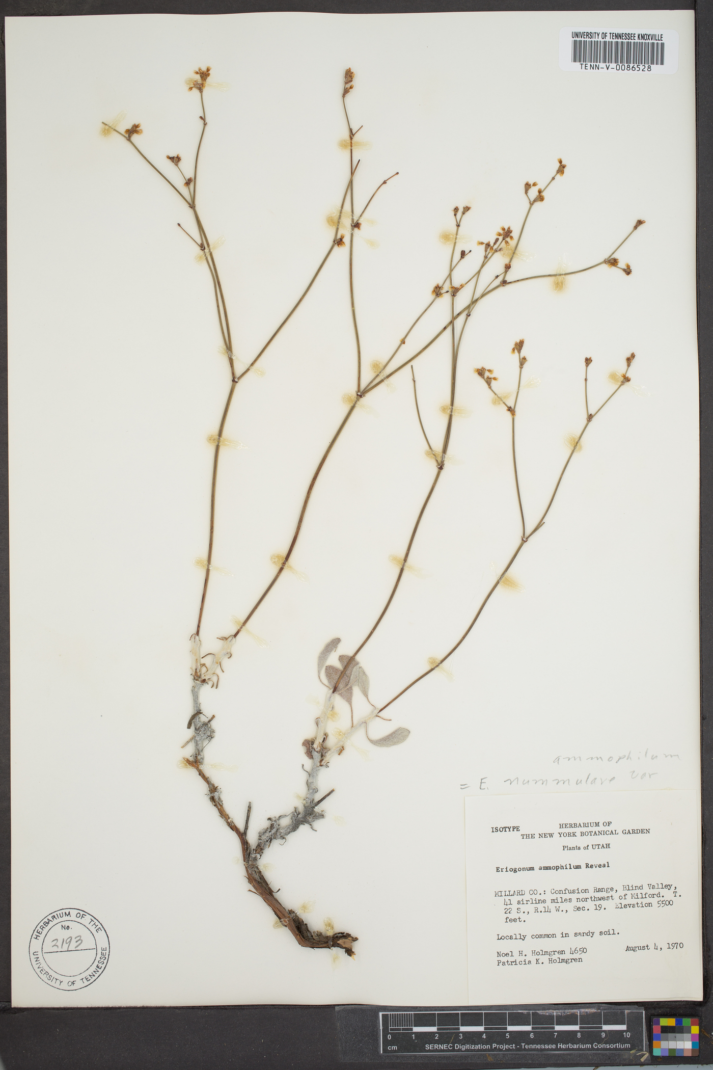 Eriogonum ammophilum image