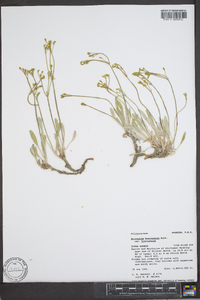 Eriogonum brevicaule image