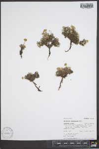 Eriogonum caespitosum image