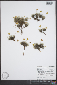 Eriogonum caespitosum image