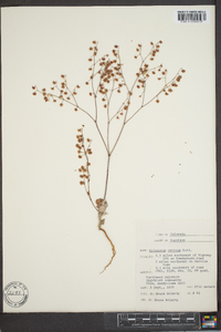 Eriogonum cernuum image