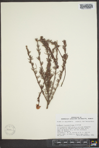 Eriogonum fasciculatum image