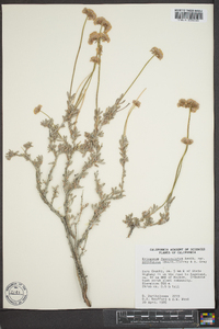 Eriogonum fasciculatum image