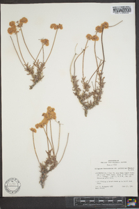 Eriogonum fasciculatum image