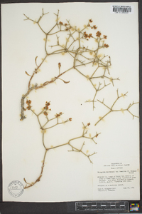 Eriogonum heermannii image