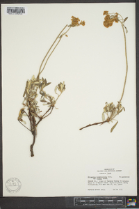 Eriogonum heracleoides image