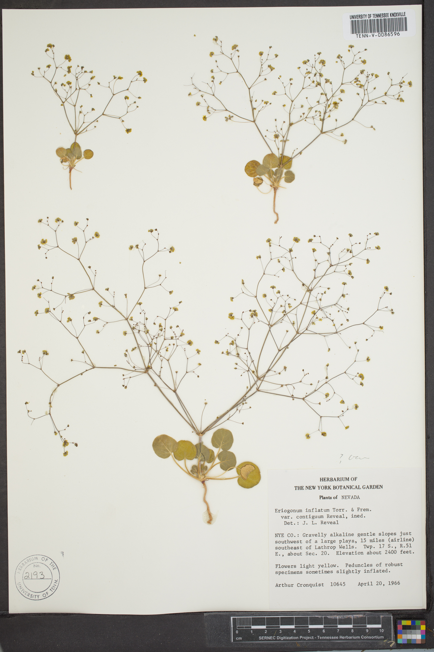 Eriogonum inflatum var. contiguum image