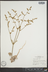 Eriogonum exaltatum image