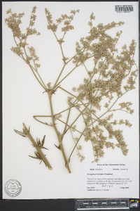 Eriogonum harperi image