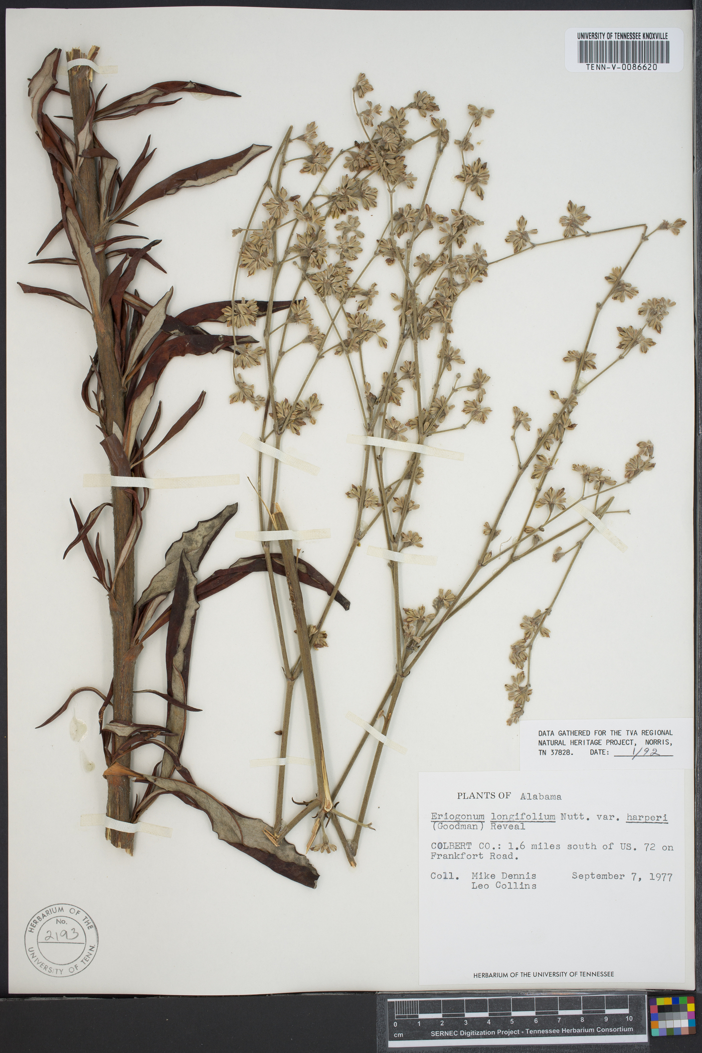 Eriogonum longifolium var. harperi image