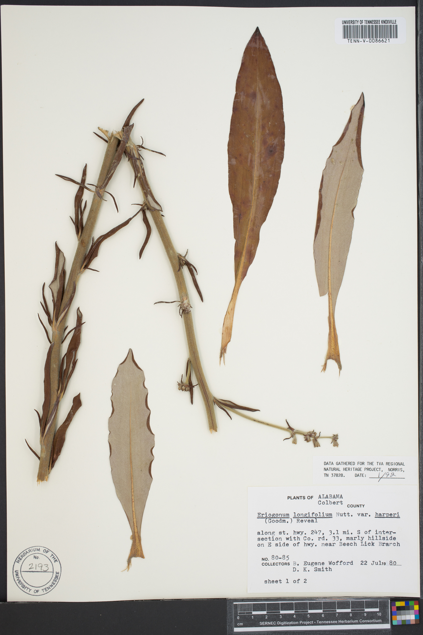Eriogonum longifolium var. harperi image