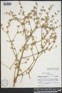 Eriogonum longifolium var. harperi image