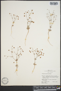 Eriogonum maculatum image