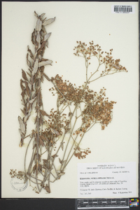 Eriogonum multiflorum image