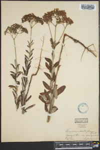 Eriogonum multiflorum image