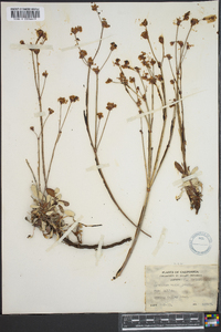 Eriogonum nudum image